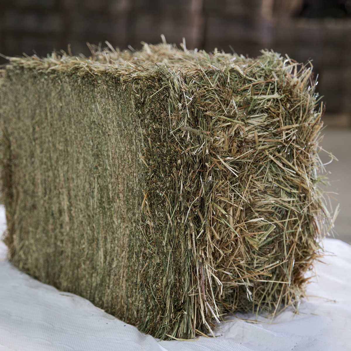 Timothy product image