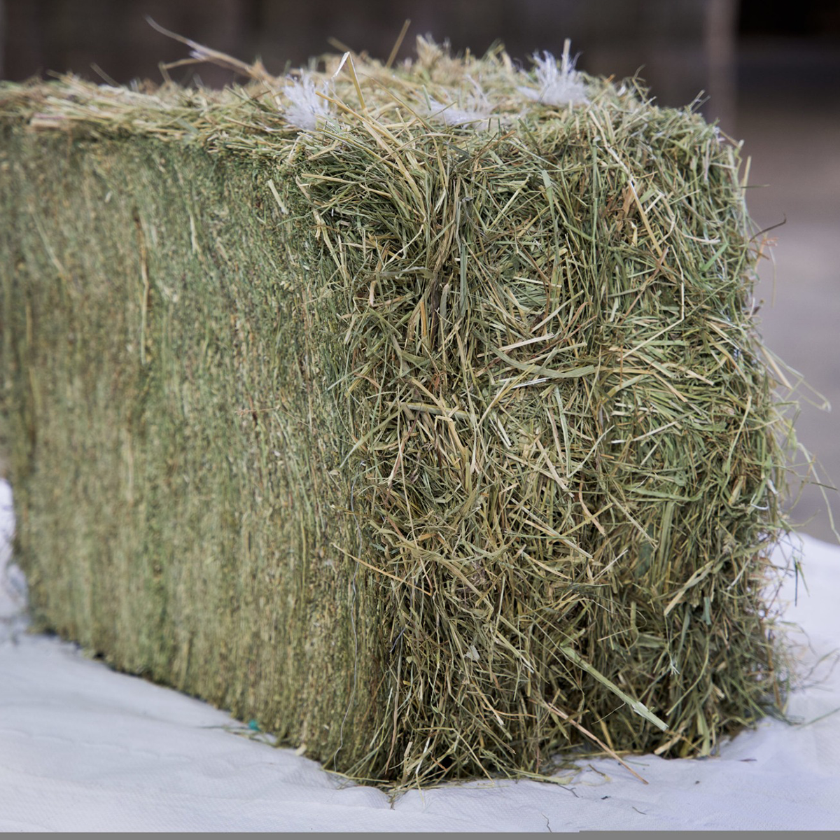 Meadow Hay 1st Grade product image